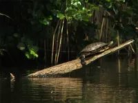 Roodwangschildpad [Trachemys scripta elegans]